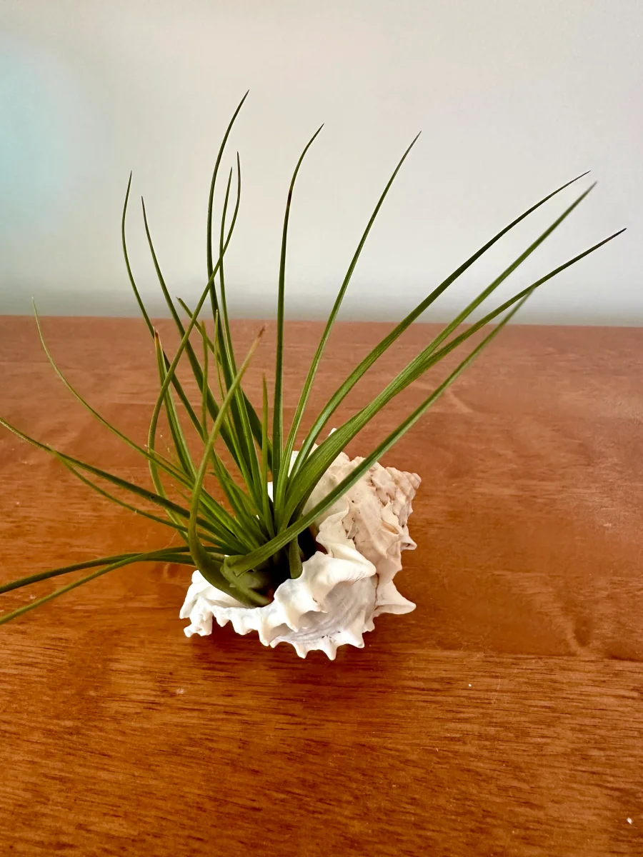 Tillandsia dans son coquillage Murex 🐚