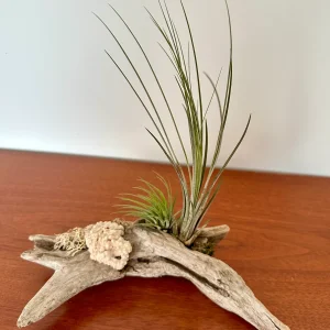 Tillandsia sur bois de mer | Création unique